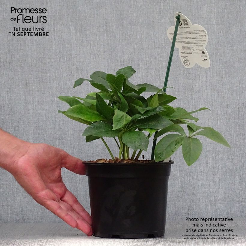 Spécimen de Hellébore orientale ViV Isabella Pot de 2L/3L tel que livré en automne