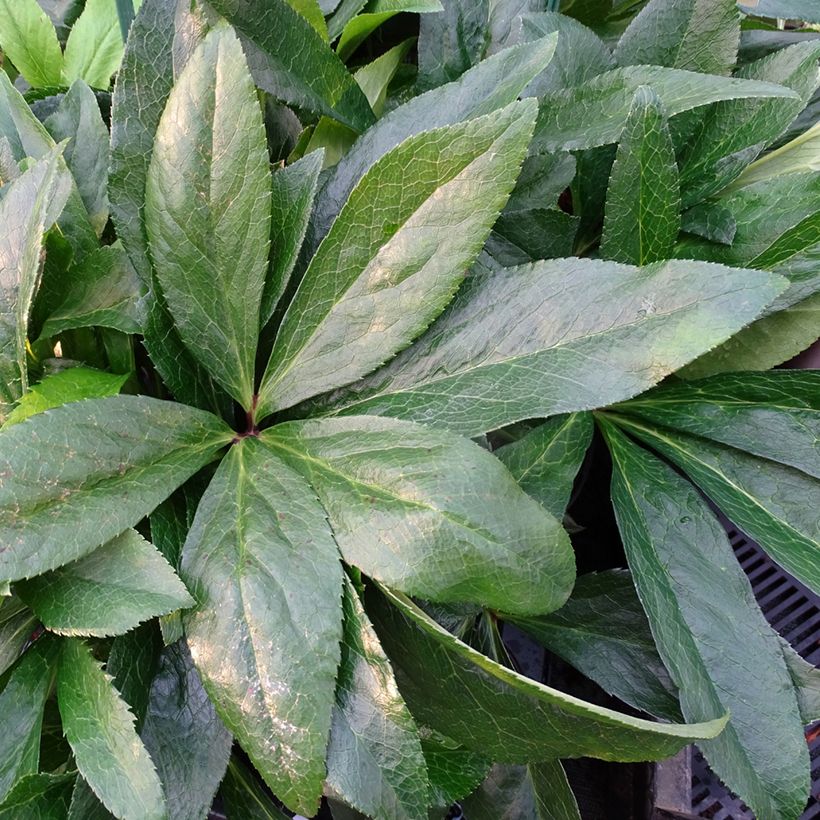 Hellébore orientale ViV Laura (Feuillage)