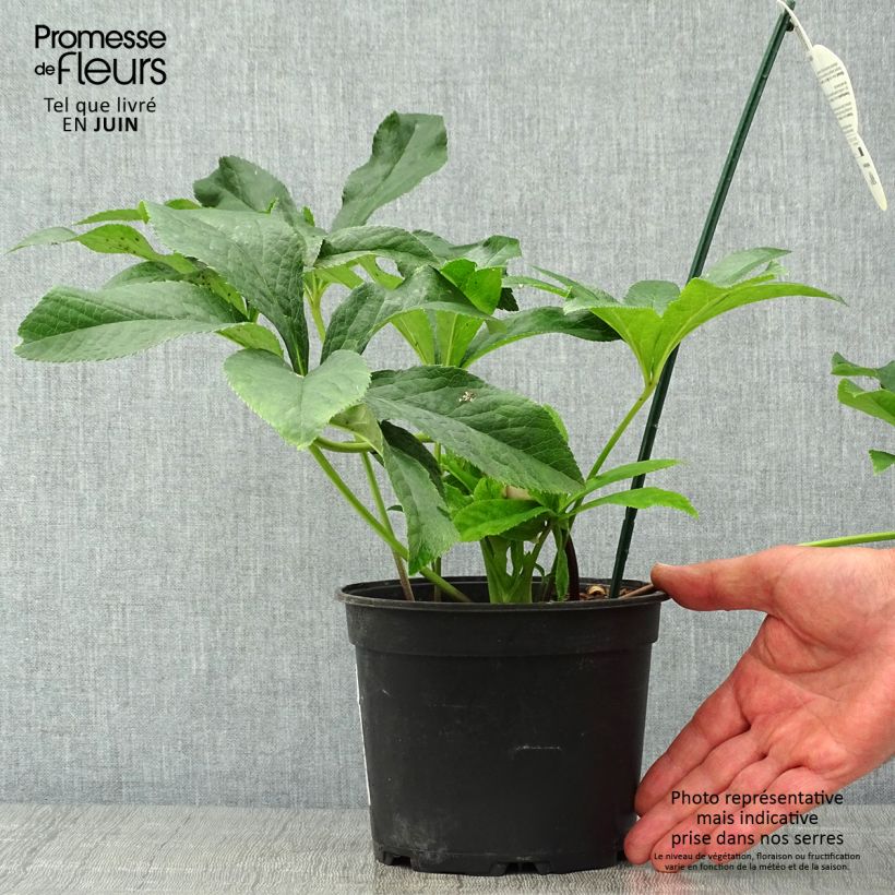 Spécimen de Hellébore orientale ViV Laura Pot de 2L/3L tel que livré en été