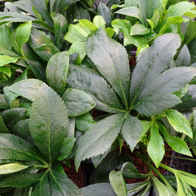 Hellébore orientale ViV Liliana (Feuillage)