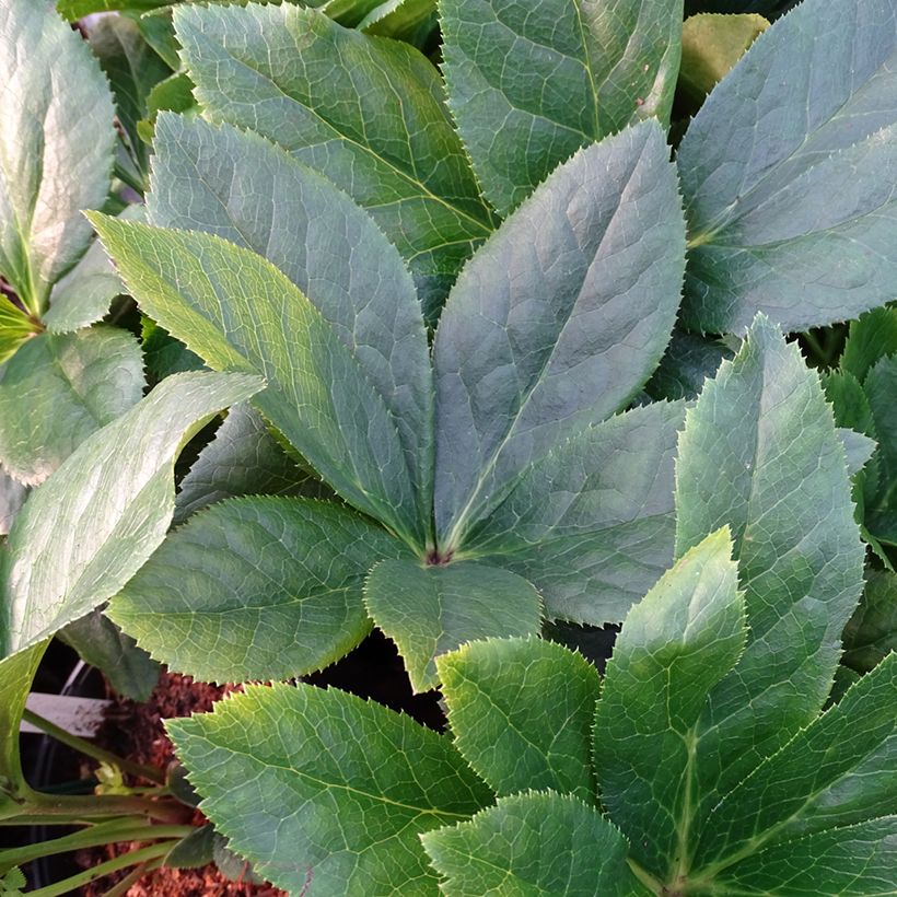 Hellébore orientale ViV Maeva (Feuillage)