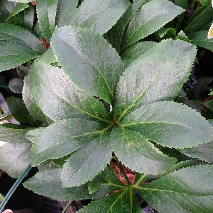 Hellébore orientale ViV Milana (Feuillage)