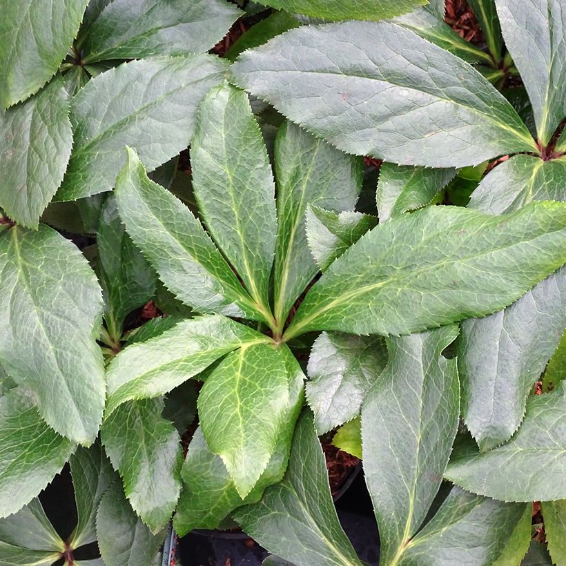 Hellébore orientale ViV Rosa (Feuillage)