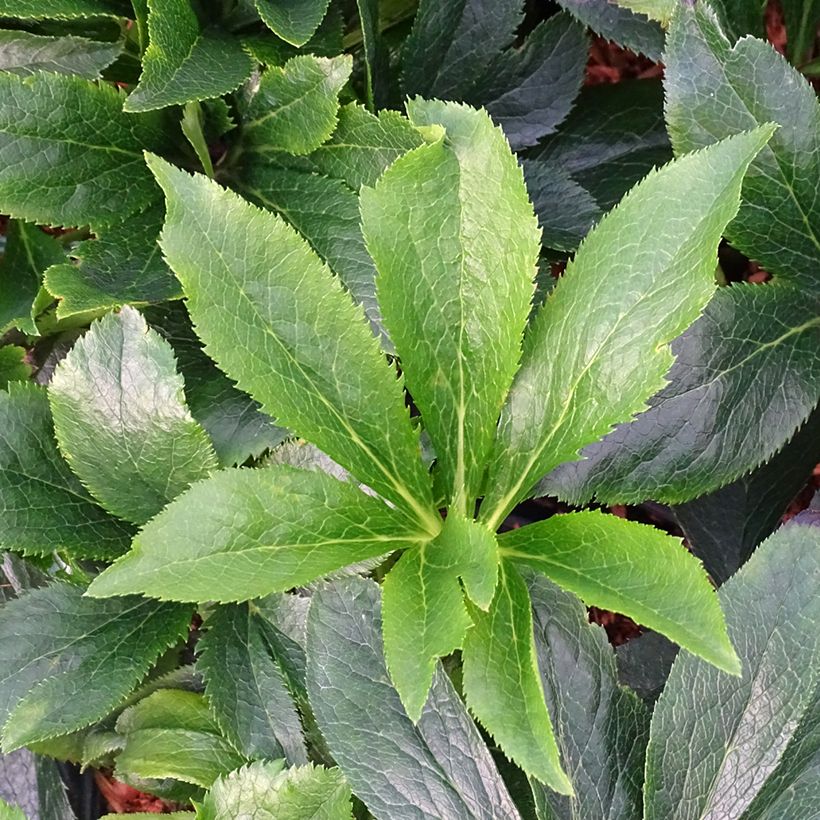 Hellébore orientale ViV Suzanna (Feuillage)