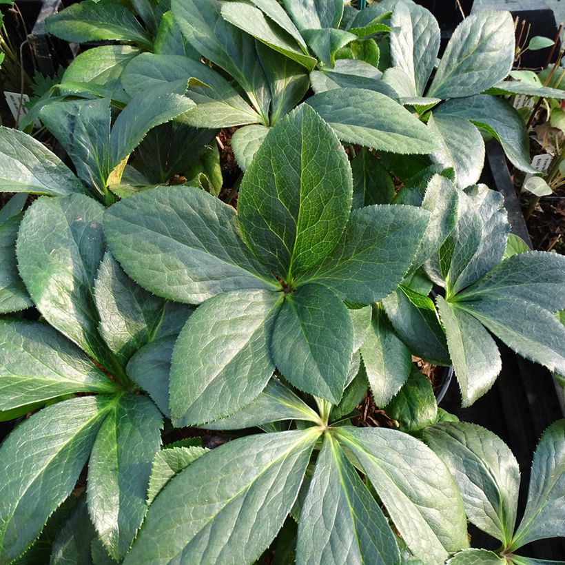Hellébore orientale ViV Valentina (Feuillage)