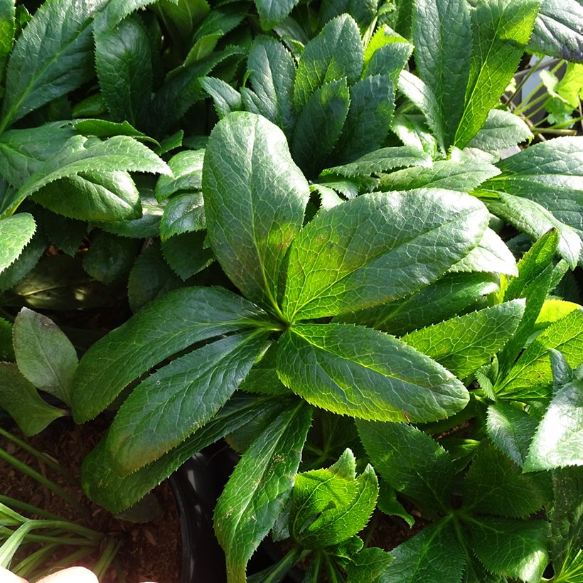 Hellébore orientale ViV Victoria (Feuillage)