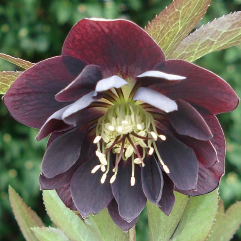 Hellébore orientale Double Noire (Flowering)