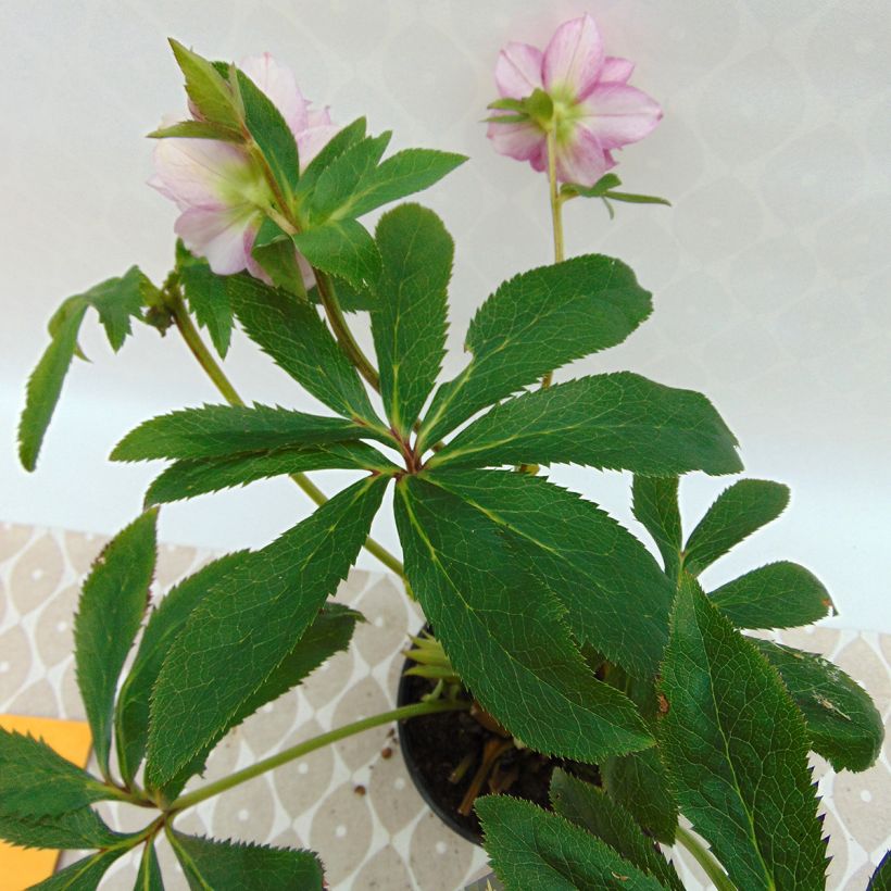 Hellébore torquatus Party Dress Hybriden (Feuillage)