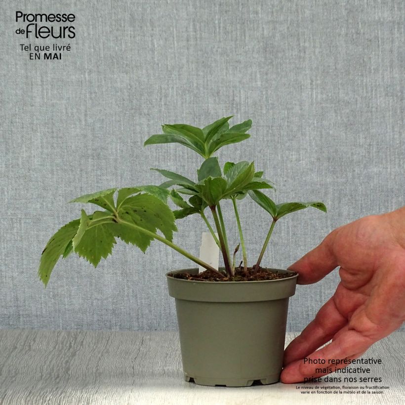 Spécimen de Hellébore torquatus Pot de 12 cm / 13 cm tel que livré au printemps
