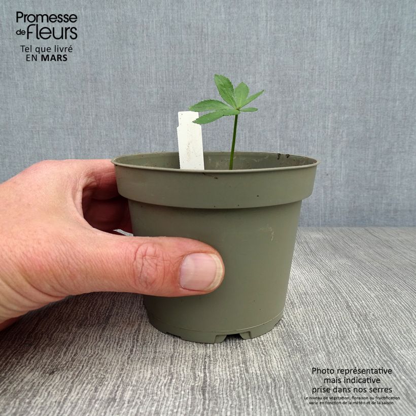 Spécimen de Hellébore torquatus Pot de 1L/1,5L tel que livré au printemps