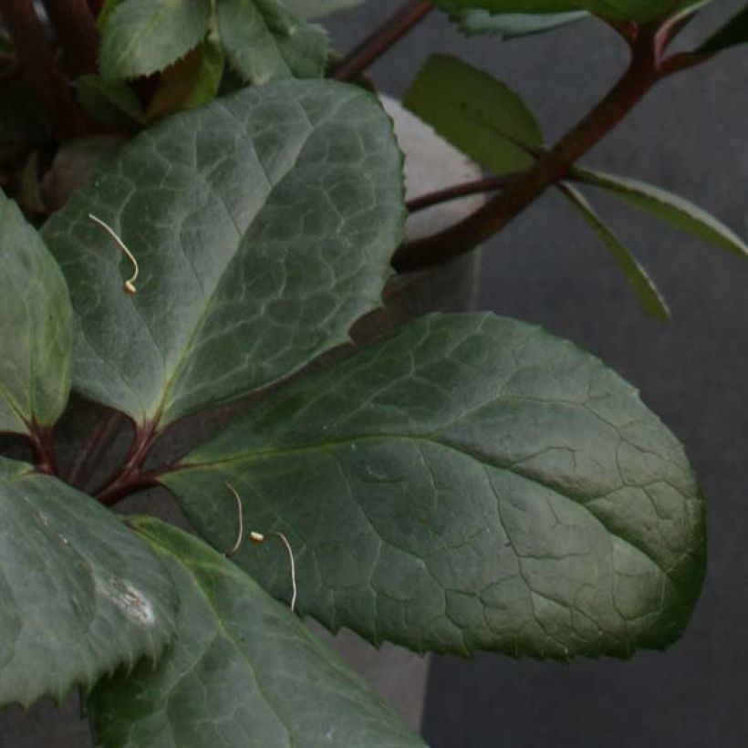 Hellebore nigercors Royal Sofia (Feuillage)