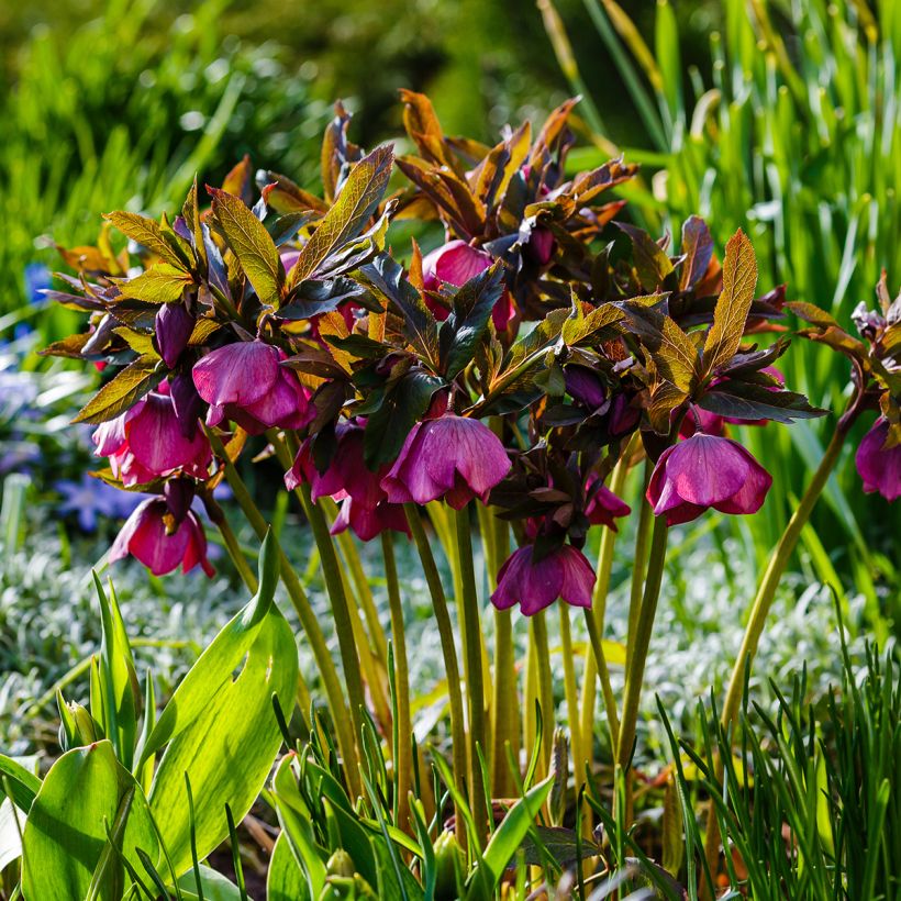 Helleborus abchasicus - Hellébore d'Abkhazie (Port)