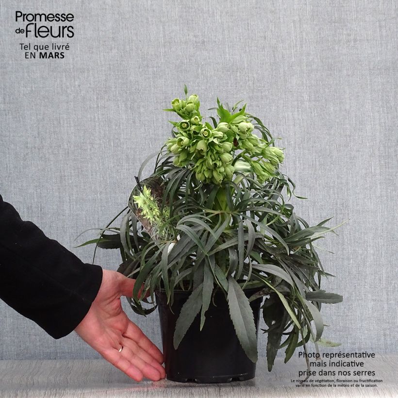 Spécimen de Helleborus foetidus Sopron Pot de 1L/1,5L tel que livré au printemps
