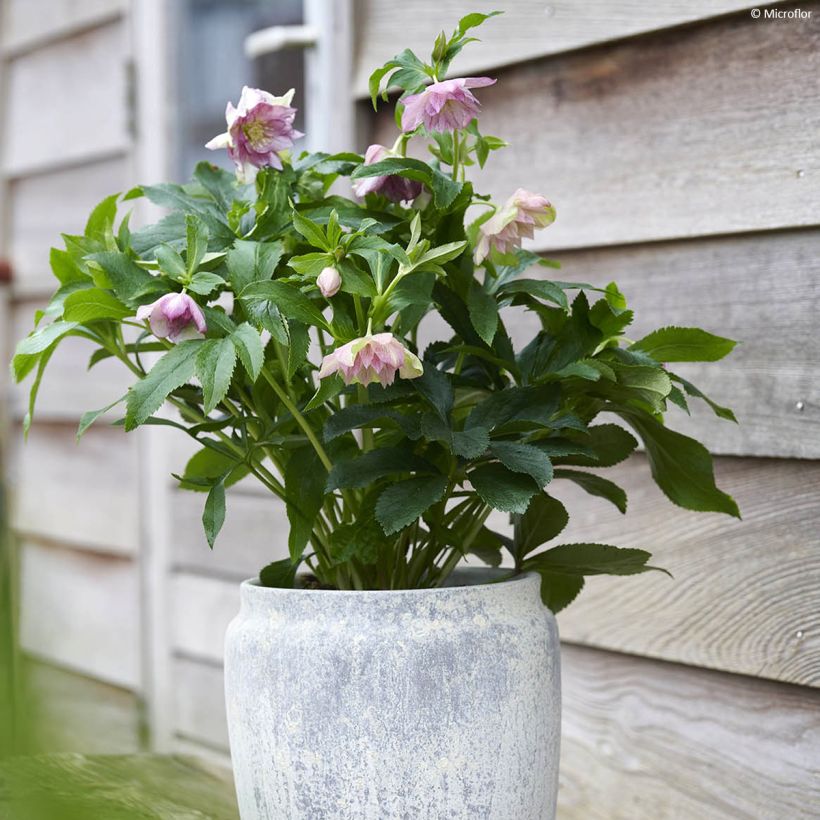 Hellébore orientale ViV Alessia (Port)