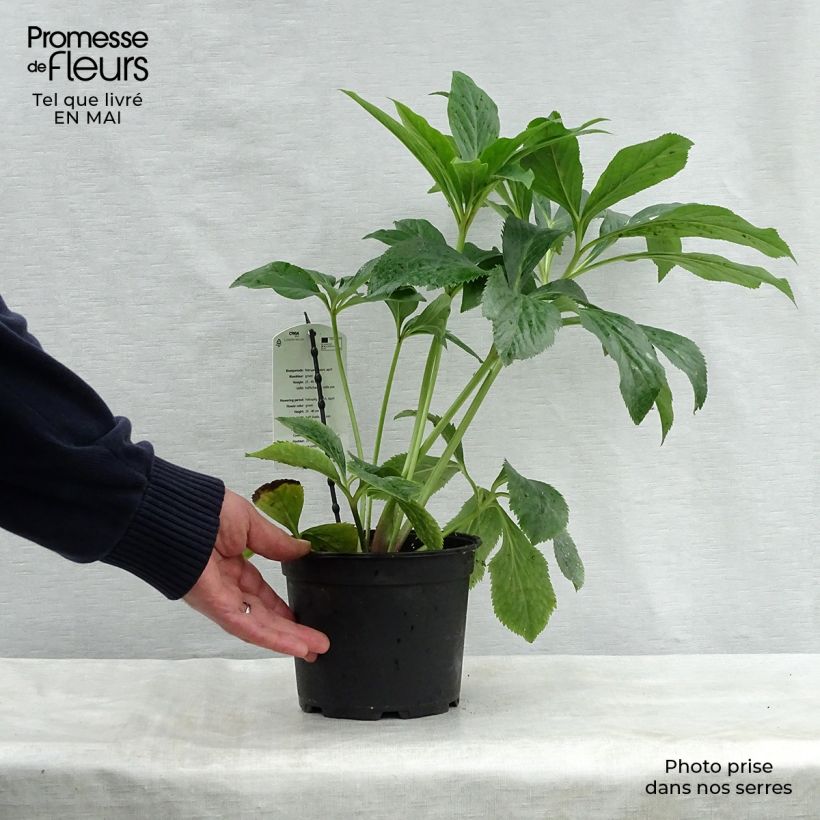 Example of Hellébore orientale Verte Pot de 2L/3L as you get in printemps