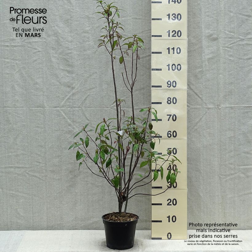 Example of Helwingia chinensis - Helwingie de Chine Pot de 2L/3L as you get in printemps