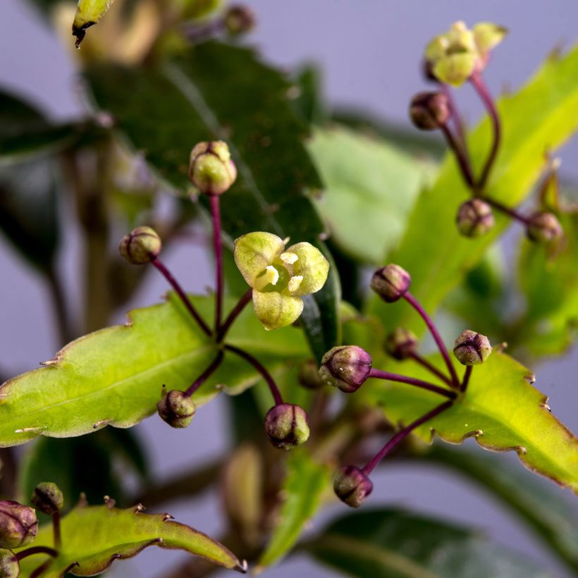 Helwingia chinensis - Helwingie de Chine (Flowering)