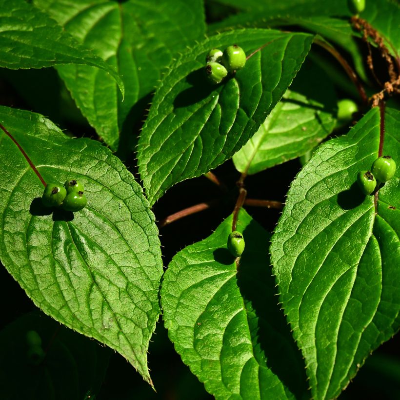 Helwingia japonica femelle (Harvest)