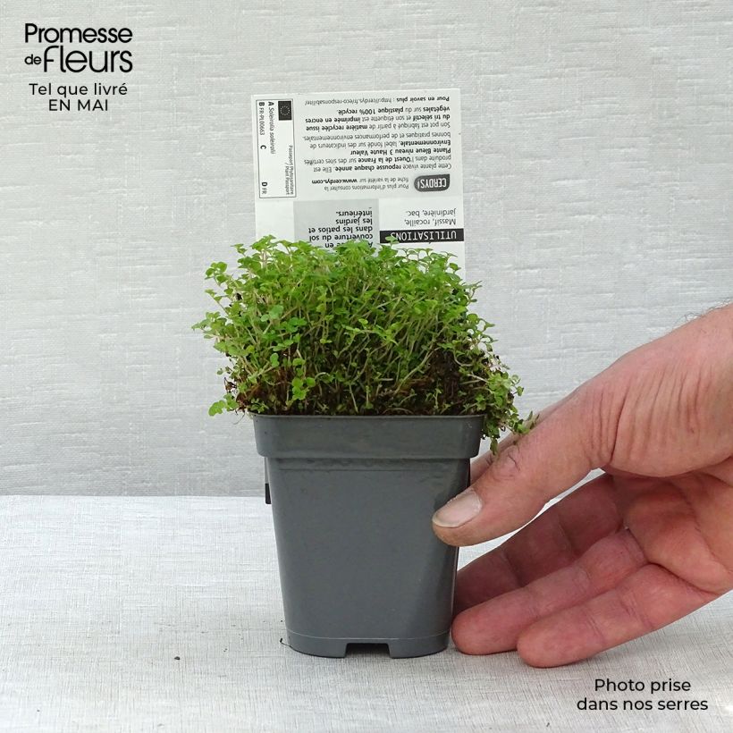 Spécimen de Helxine - Soleirolia soleirolii Godet de 7/8 cm tel que livré au printemps