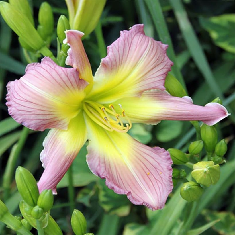 Hémérocalle Amerstone Amethyst Jewel - Lis d'un jour (Floraison)