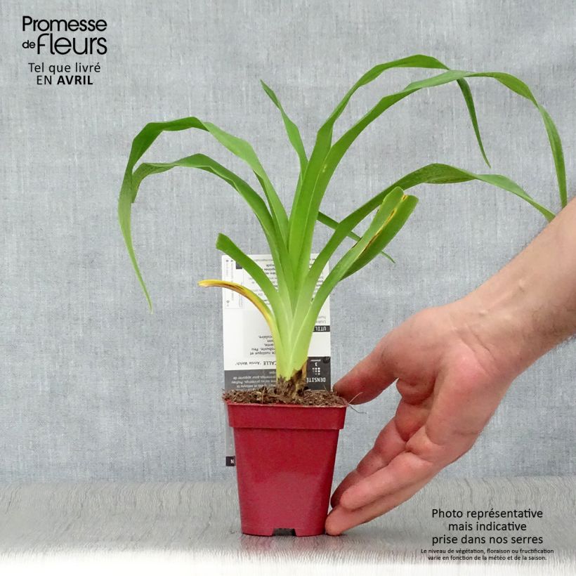 Spécimen de Hémérocalle Annie Welch - Lis d'un Jour Godet de 7/8 cm tel que livré au printemps