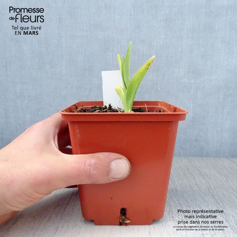 Spécimen de Hémérocalle Barbara Mitchell - Lis d'un Jour rose dragée, gorge verte. Pot de 1L/1,5L tel que livré au printemps