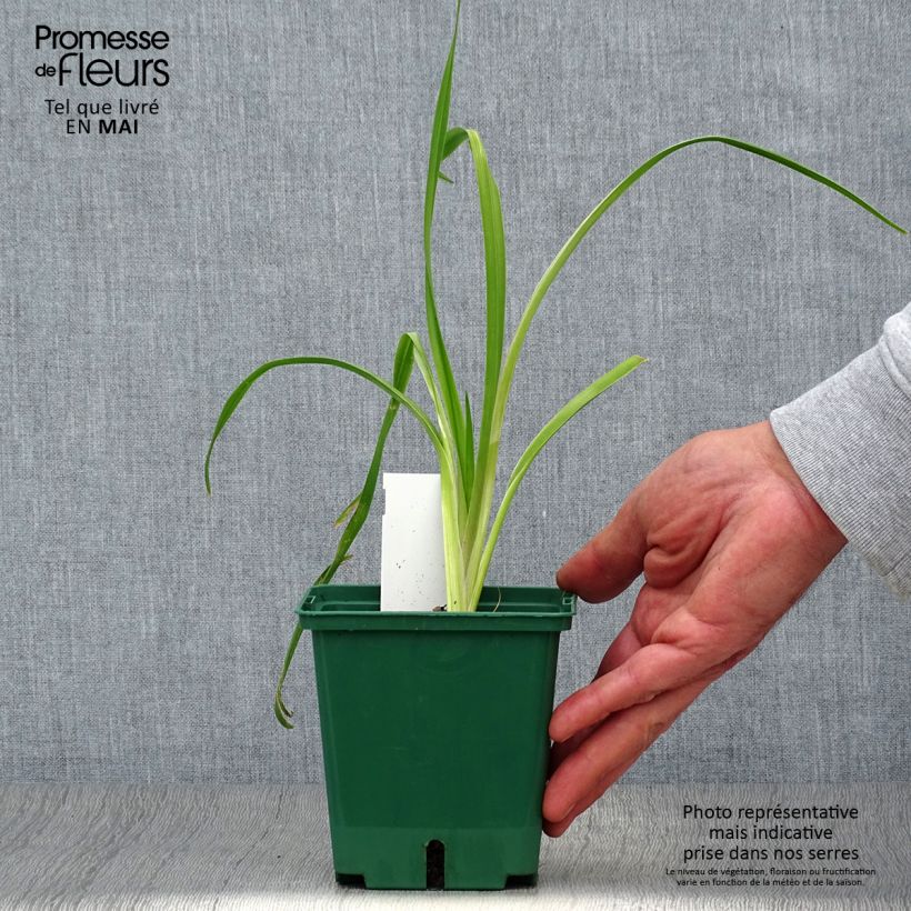 Spécimen de Hémérocalle Black Eyed Susan - Lis d'un jour jaune d'or, oeil brun Pot de 1L/1,5L tel que livré au printemps