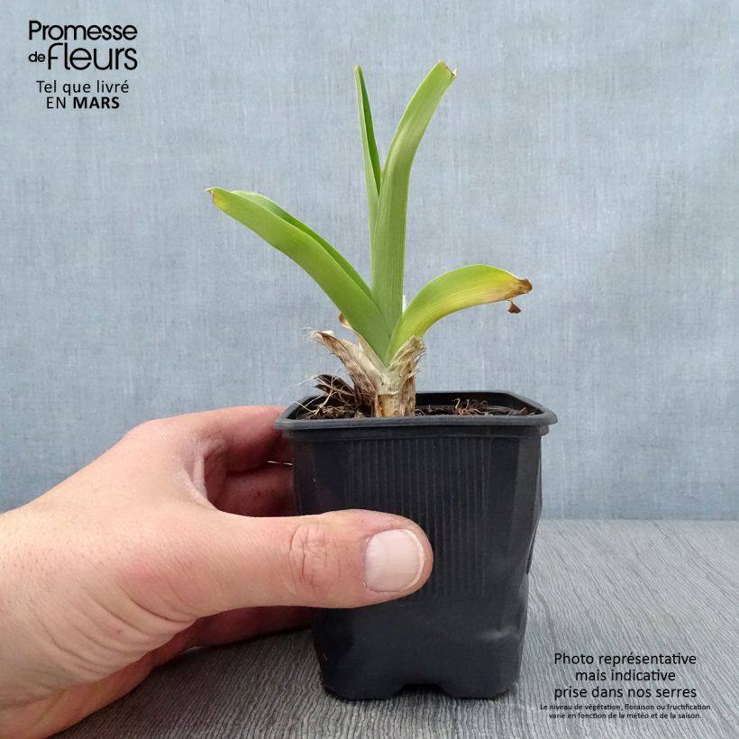 Spécimen de Hémérocalle Canadian Border Patrol - Lis d'un Jour Godet de 8/9 cm tel que livré au printemps