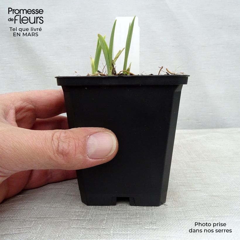 Spécimen de Hémérocalle Catherine Woodbury - Lis d'un jour Godet de 8/9 cm tel que livré au printemps