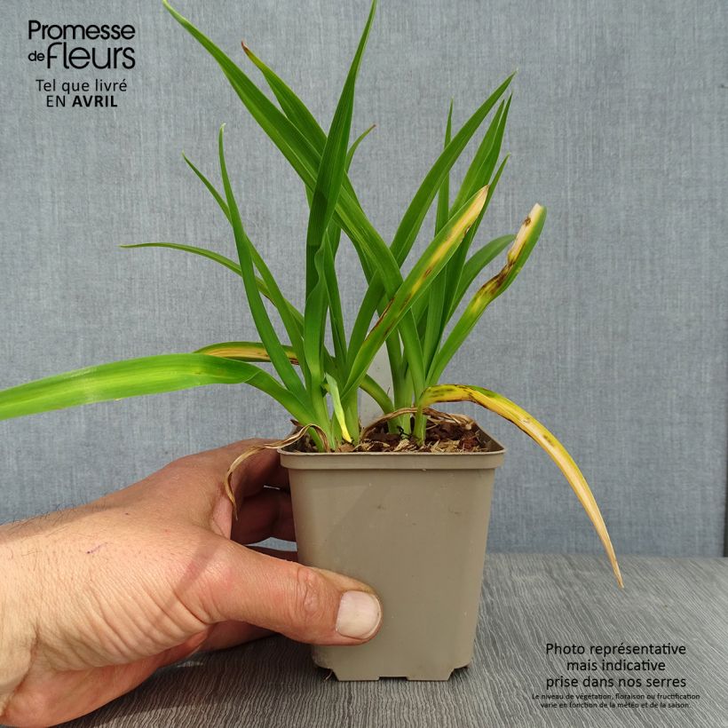 Spécimen de Hémérocalle Chocolate Candy - Lis d'un Jour rouge acajou Godet de 8/9 cm tel que livré au printemps