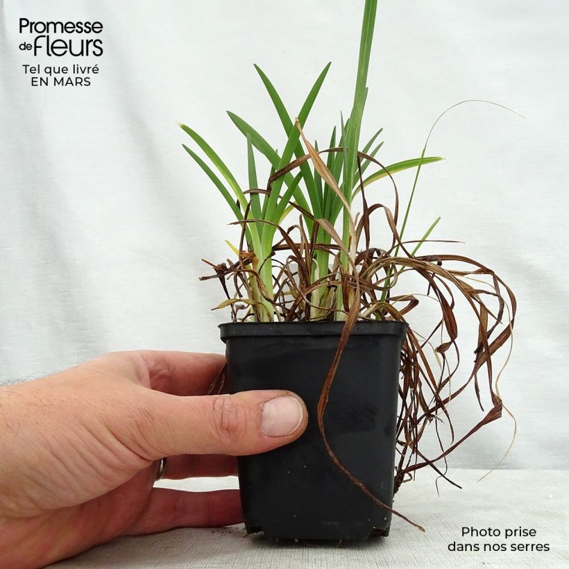 Spécimen de Hémérocalle Cosmopolitan - Lis d'un jour  Godet de 8/9 cm tel que livré au printemps