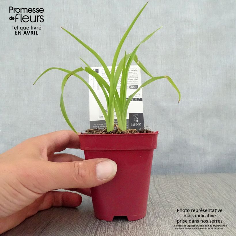 Spécimen de Hémérocalle Crimson Glory - Lis d'un Jour Godet de 8/9 cm tel que livré au printemps