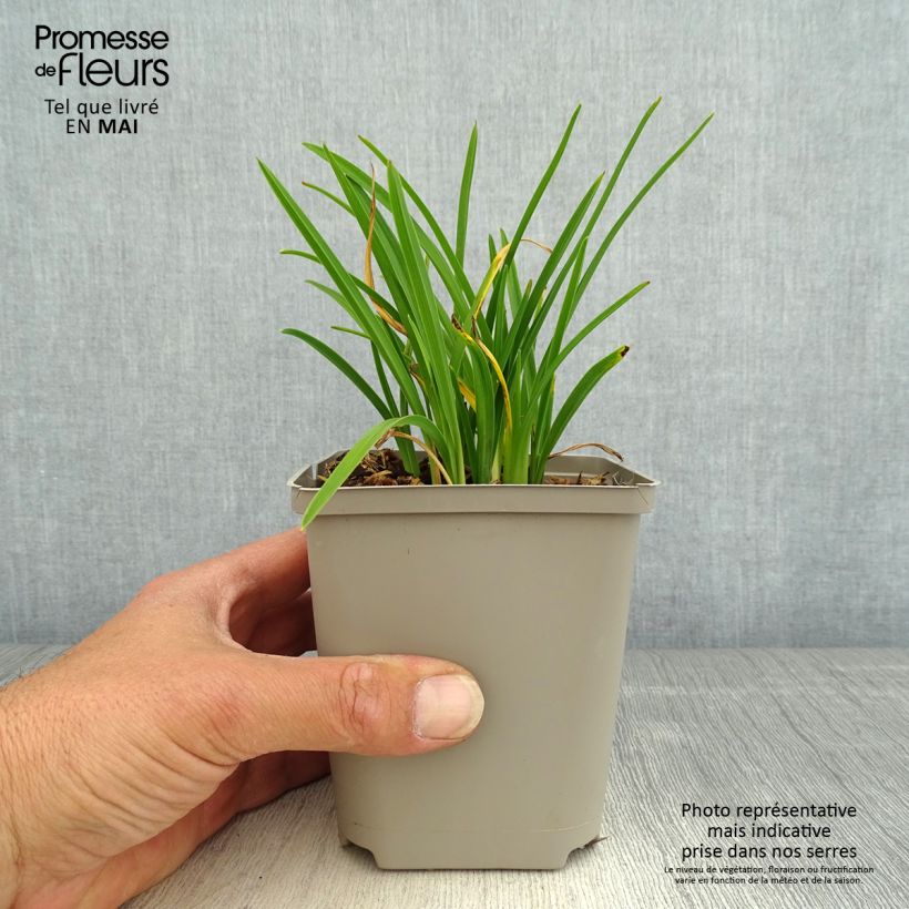 Spécimen de Hémérocalle Everydaylily Cerise - Lis d'un jour Godet de 8/9 cm tel que livré au printemps