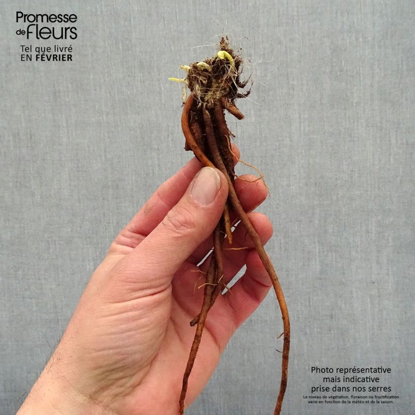 Spécimen de Hémérocalle Everydaylily Cerise - Lis d'un jour Racines nues, qualité premium tel que livré en hiver