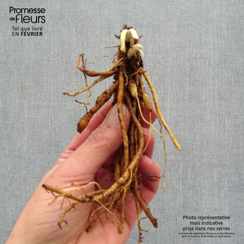 Example of Hémérocalle Everydaylily Red Ribs - Lis d'un jour Racines nues, Qualité premium as you get in hiver