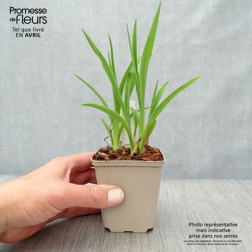 Spécimen de Hémérocalle Final Touch - Lis d'un jour rose carmin à centre vert Godet de 8/9 cm tel que livré au printemps