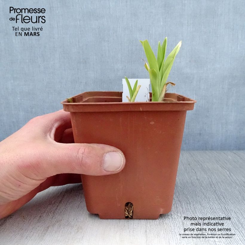 Spécimen de Hémérocalle Hazel Monette - Lis d'un jour Godet de 8/9 cm tel que livré au printemps