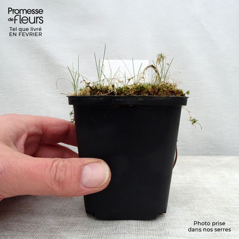 Spécimen de Hémérocalle Jannick's Choice - Lis d'un jour jaune-vert Godet de 8/9 cm tel que livré en hiver