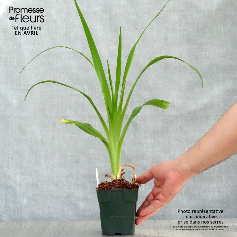 Spécimen de Hémérocalle Jolly Hearts - Lis d'un Jour Godet de 8/9 cm tel que livré au printemps
