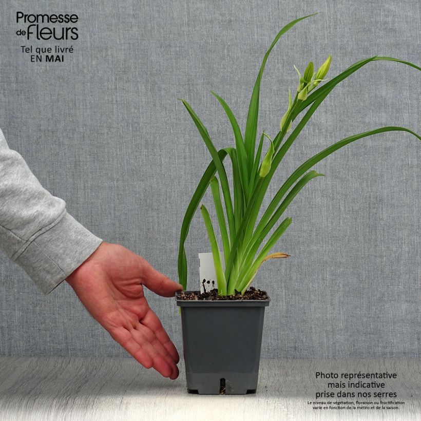 Spécimen de Hémérocalle Nagasaki - Lis d'un jour Pot de 1L/1,5L tel que livré au printemps