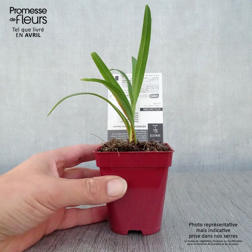 Spécimen de Hémérocalle Pink Damask - Lis d'un jour Godet de 8/9 cm tel que livré au printemps