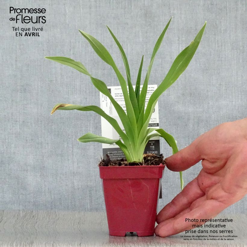 Spécimen de Hémérocalle Siloam Double Classic Godet de 8/9 cm tel que livré au printemps