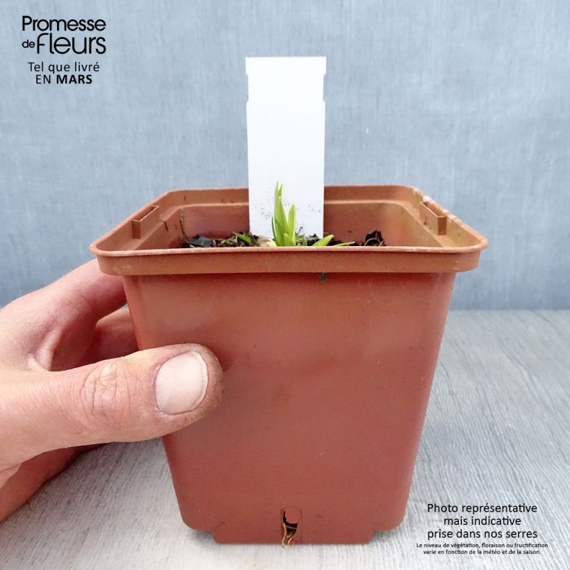 Spécimen de Hémérocalle Siloam Ribbon Candy - Lis d'un jour rose pourpré tendre et lie de vin. Pot de 1L/1,5L tel que livré au printemps