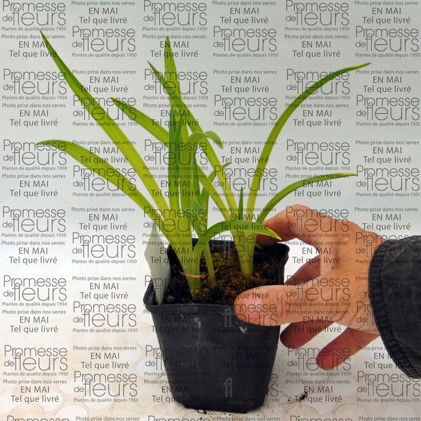 Exemple de spécimen de Hémérocalle Siloam Ribbon Candy - Lis d'un jour rose pourpré tendre et lie de vin. Godet de 8/9 cm tel que livré