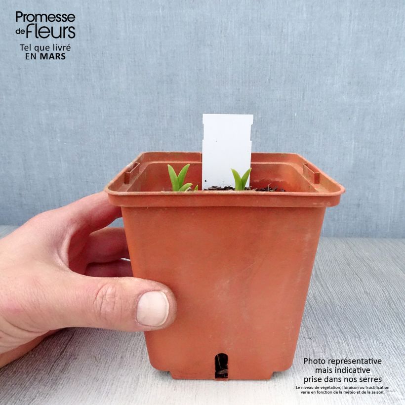 Spécimen de Hémérocalle Snowy Eyes - Lis d'un jour crème et pourpre Pot de 1L/1,5L tel que livré au printemps