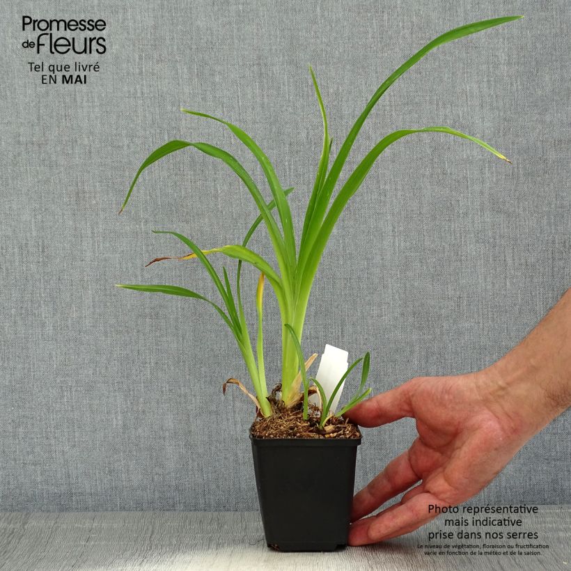 Spécimen de Hémérocalle Spacecoast Starburst - Lis d'un jour rose lavande et jaune-orangé. Godet de 8/9 cm tel que livré au printemps