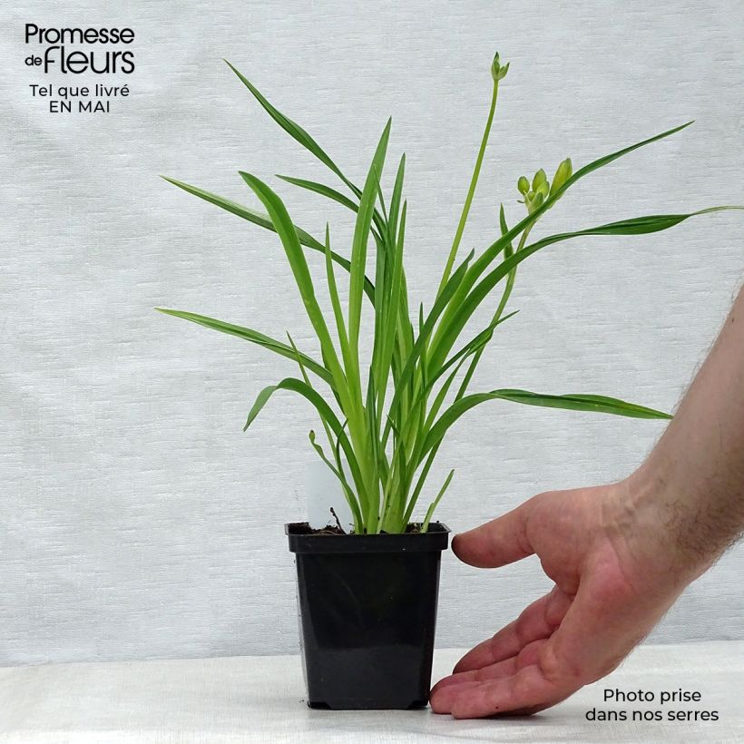 Spécimen de Hémérocalle Stella de Oro - Lis d'un Jour jaune Godet de 8/9 cm tel que livré au printemps