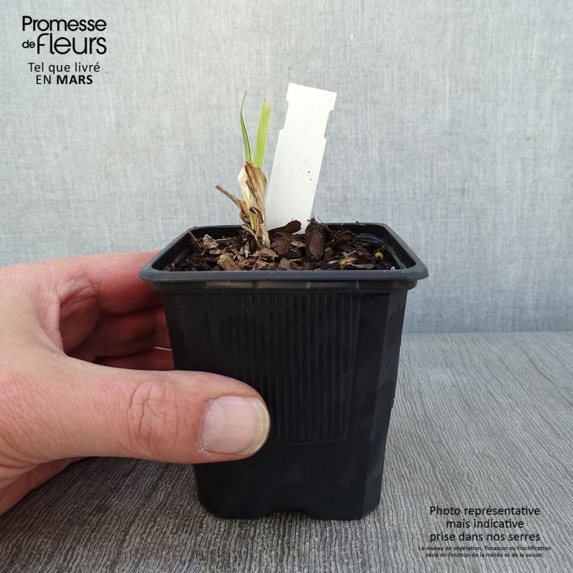 Spécimen de Hémérocalle Strawberry Fields For Ever - Lis d'un jour Godet de 8/9 cm tel que livré en hiver