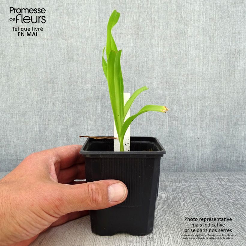 Spécimen de Hémérocalle Sugar Candy - Lis d'un jour rose fuchsia clair à mauve, coeur abricot. Godet de 8/9 cm tel que livré au printemps