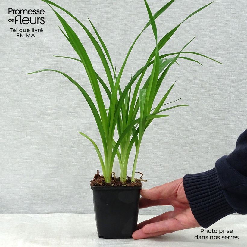 Spécimen de Hémérocalle Summer Wine - Lis d'un Jour Godet de 8/9 cm tel que livré au printemps